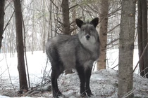 'Siêu thần thú' trong truyền thuyết bất ngờ xuất hiện ở sân golf Nhật Bản