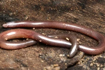 Loài động vật 'mù lòa' chỉ có ở Việt Nam, thế giới không xuất hiện 