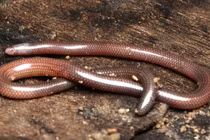 Loài động vật 'mù lòa' chỉ có ở Việt Nam, thế giới không xuất hiện 