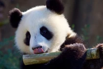 Vì sao gấu trúc ăn chay vẫn béo?