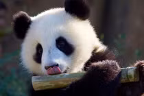 Vì sao gấu trúc ăn chay vẫn béo?