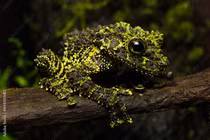 Loài ếch chỉ có ở Việt Nam, ngoại hình kỳ lạ nhất trên hành tinh