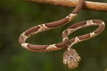 Kỳ quái loài rắn quăng đầu giật con mồi trong tích tắc