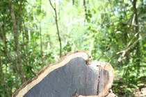 Loài gỗ đen quý hiếm nhất thế giới đang dần tuyệt chủng?