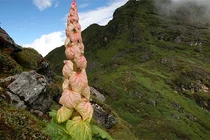 Sự thật bất ngờ về loài cây 400 năm mới nở hoa một lần