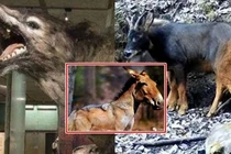 Loài sói nhìn giống lừa tuyệt chủng 500.000 năm bất ngờ xuất hiện lại