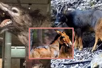 Loài sói nhìn giống lừa tuyệt chủng 500.000 năm bất ngờ xuất hiện lại