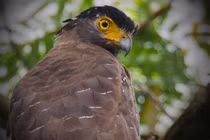 Loài chim quý hiếm trong Sách Đỏ Việt Nam, sát thủ săn rắn 