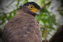 Loài chim quý hiếm trong Sách Đỏ Việt Nam, sát thủ săn rắn 