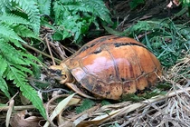 Loạt động vật cực quý sắp được thả về rừng