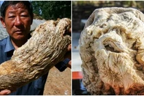 Đào được tảng đá kỳ lạ, anh nông dân cầm tiền tỷ sau 1 đêm