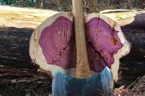 Loại gỗ có khả năng đổi màu quý hiếm