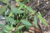 Kỳ lạ loài cây cứ có nhạc là... lắc lư