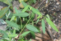 Kỳ lạ loài cây cứ có nhạc là... lắc lư