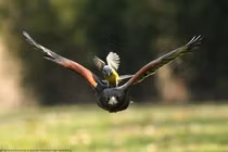 Loài chim săn mồi cực khét, diều hâu "xách dép chạy theo" 