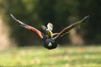 Loài chim săn mồi cực khét, diều hâu "xách dép chạy theo" 