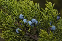 Bí ẩn về cây gỗ "nhai bách", tồn tài từ thời khủng long