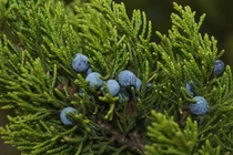 Bí ẩn về cây gỗ "nhai bách", tồn tài từ thời khủng long