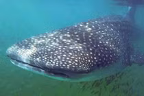 Những "thủy quái" từng được ngư dân Việt đánh bắt, có loại đặc biệt quý hiếm