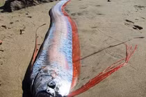 Thủy quái đáng sợ nhất hành tinh: Việt Nam sở hữu một loài 