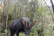 Kiểm tra rừng, sửng sốt thấy “thần thú” thiên mã... hạ phàm 