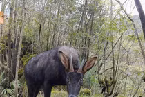 Kiểm tra rừng, sửng sốt thấy “thần thú” thiên mã... hạ phàm 