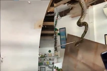 Khiếp đảm khi thấy 'quái thú' khổng lồ quần thảo trên mái nhà 