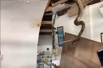 Khiếp đảm khi thấy 'quái thú' khổng lồ quần thảo trên mái nhà 