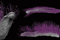 Phá phong ấn 430 triệu năm, 2 sinh vật tái xuất thần kỳ