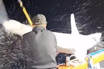 'Quái thú' lao vút lên thuyền khiến cần thủ trở tay không kịp