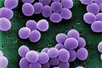 Nhiễm khuẩn tụ cầu vàng nguy hiểm ra sao?