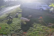 Ngôi làng náo loạn vì đàn lợn quậy phá