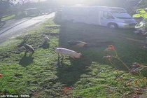 Ngôi làng náo loạn vì đàn lợn quậy phá