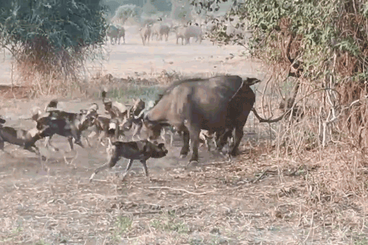 Bầy chó hoang bao vây trâu rừng.