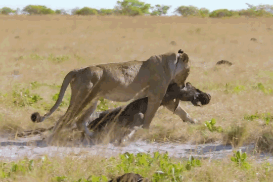 Linh dương đầu bò bị sư tử giết chết.