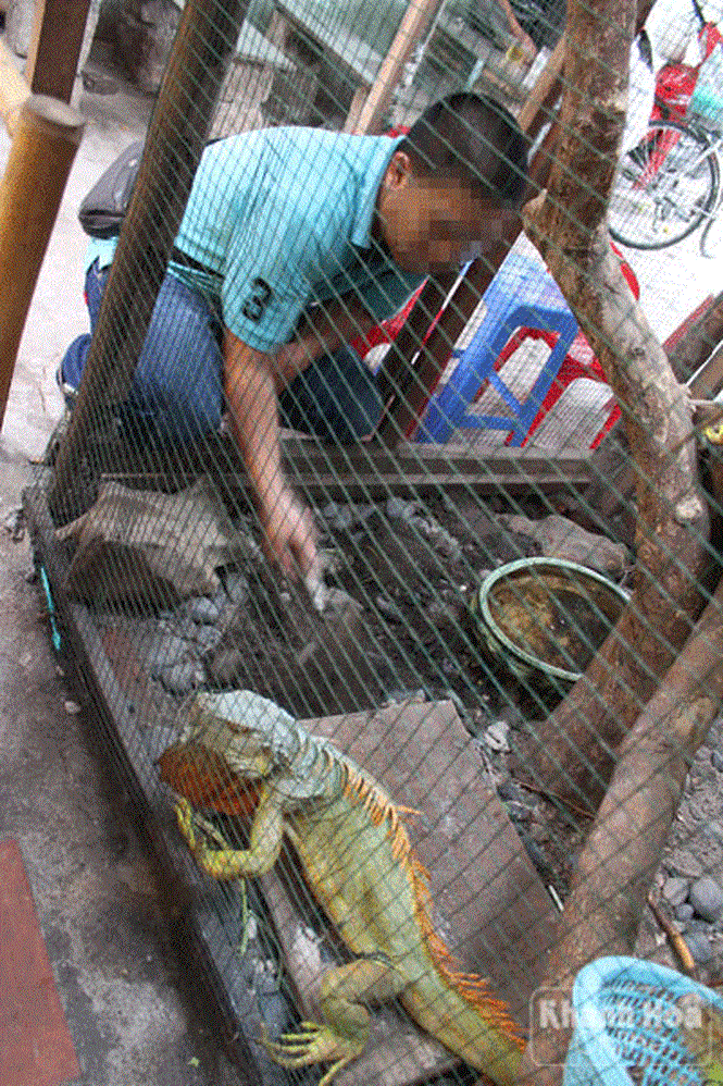 Theo anh Trung, loài kỳ nhông này rất dễ nuôi và “thân thiện” với con người