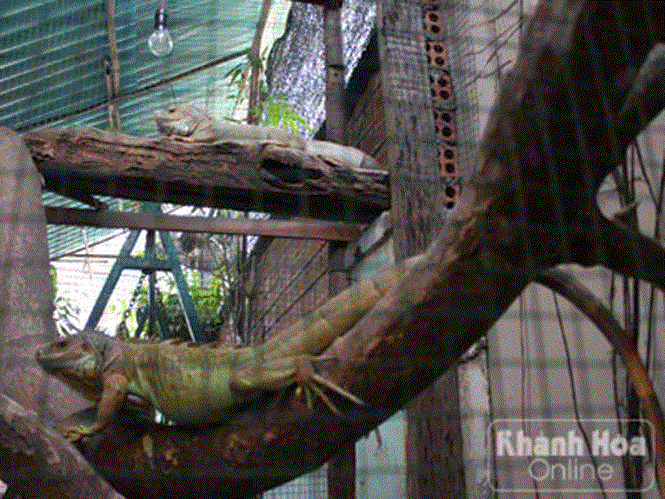 Kỳ nhông Nam Mỹ được nhiều người nuôi nhất ở Nha Trang hiện nay