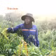 Gian nan cuộc sống của người hái rau đọt choại giữa lòng Sài Gòn