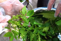 Gỏi sầu đâu trộn cá lóc, hương vị độc đáo từ lá rừng An Giang