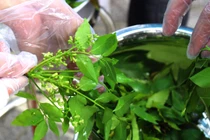 Gỏi sầu đâu trộn cá lóc, hương vị độc đáo từ lá rừng An Giang