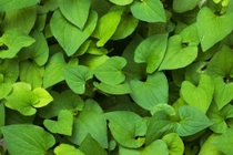 Lợi ích bất ngờ của rau diếp cá