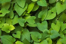 Lợi ích bất ngờ của rau diếp cá