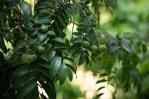 Quả sấu có nhiều lợi ích với sức khoẻ