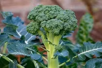 Hợp chất tự nhiên trong bông cải xanh giúp cải thiện chức năng gan