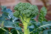 Hợp chất tự nhiên trong bông cải xanh giúp cải thiện chức năng gan