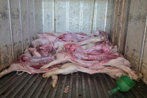 Gia Lai phát hiện cơ sở giết mổ heo nhiễm dịch tả lợn châu Phi