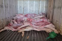 Gia Lai phát hiện cơ sở giết mổ heo nhiễm dịch tả lợn châu Phi