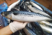 Lợi ích sức khỏe khi ăn cá saba