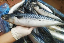 Lợi ích sức khỏe khi ăn cá saba