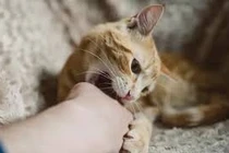 Bệnh viện cảnh báo sơ cứu sai cách với vết thương chó mèo cắn 